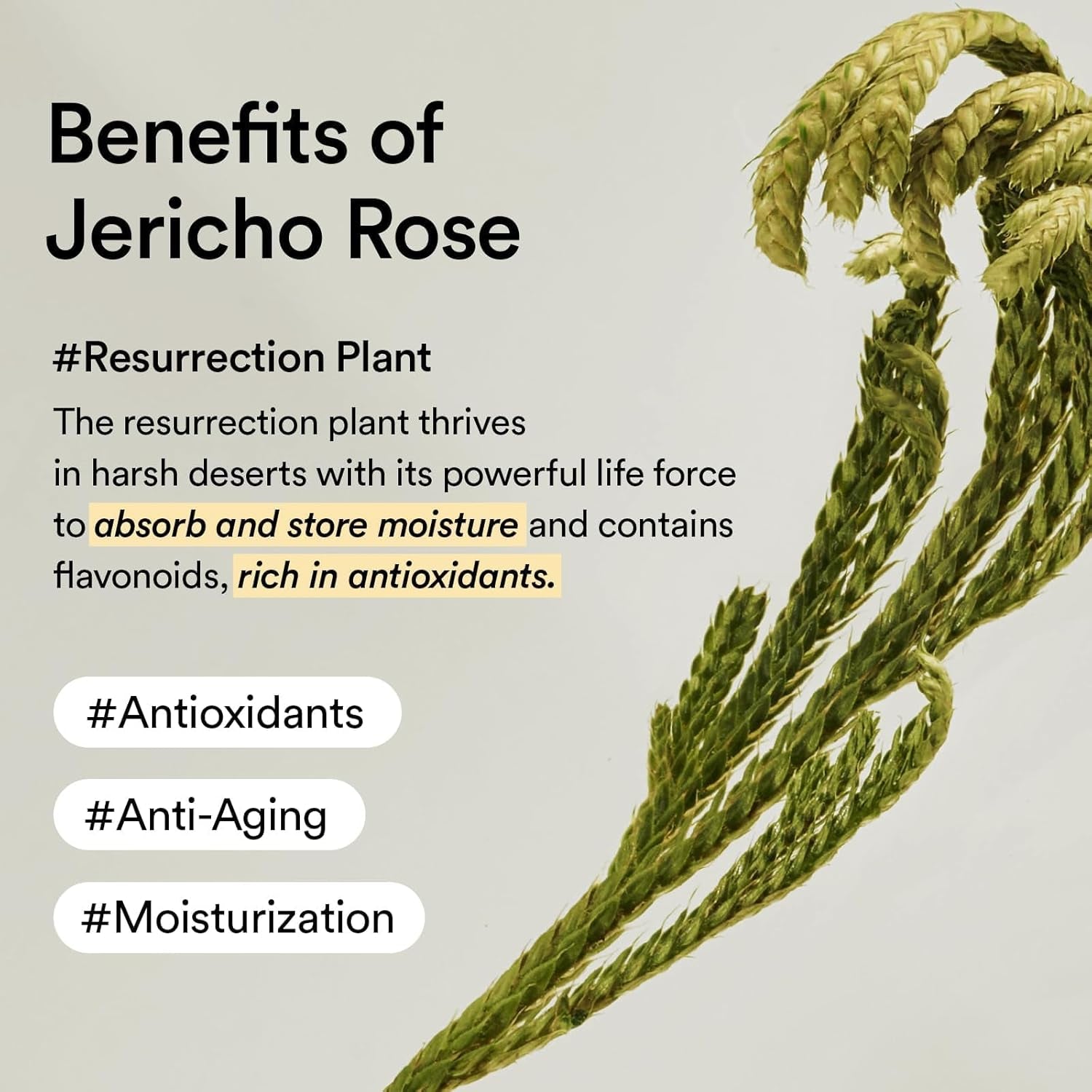 Collagen Eye Patch Jericho Rose Jelly 60 Patches, Korean under Eye Patches for Puffy Eyes and Dark Circles, Anti-Wrinkle, Collagen, Caffeine, Niacinamide, Ceramide, Antioxidant, Skin Care